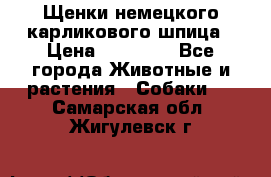 Щенки немецкого карликового шпица › Цена ­ 20 000 - Все города Животные и растения » Собаки   . Самарская обл.,Жигулевск г.